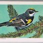 Brooke Bond Red Rose Tea Card #29 Myrtle Warbler Canadian American Songbirds