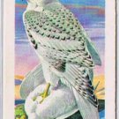 Brooke Bond Red Rose Tea Cards The Arctic #42 Gyrfalcon & Rock Ptarmigan