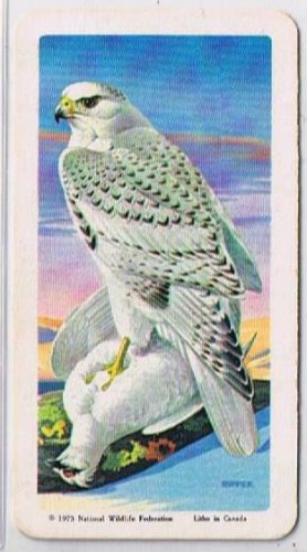 Brooke Bond Red Rose Tea Cards The Arctic #42 Gyrfalcon & Rock Ptarmigan