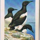 Brooke Bond Red Rose Tea Cards The Arctic #46 Common Murre
