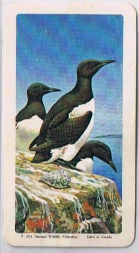 Brooke Bond Red Rose Tea Cards The Arctic #46 Common Murre