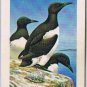 Brooke Bond Red Rose Tea Cards The Arctic #46 Common Murre
