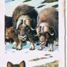 Brooke Bond Red Rose Tea Card #47 Muskox North American Wildlife In Danger