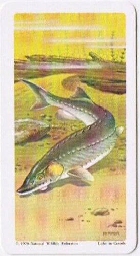 Brooke Bond Red Rose Tea Card #21 Lake Strugeon North American Wildlife Danger