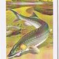 Brooke Bond Red Rose Tea Card #21 Lake Strugeon North American Wildlife Danger