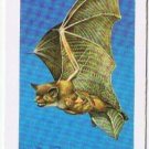 Brooke Bond Red Rose Tea Card #6 Little Brown Bat Animals & Their Young