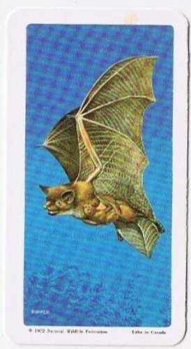 Brooke Bond Red Rose Tea Card #6 Little Brown Bat Animals & Their Young