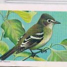 Brooke Bond Red Rose Tea Card #11 Least Flycatcher Canadian American Songbirds