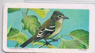 Brooke Bond Red Rose Tea Card #11 Least Flycatcher Canadian American Songbirds