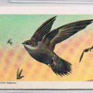 Brooke Bond Red Rose Tea Card #2 Chimney Swift Canadian American Songbirds