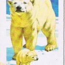 Brooke Bond Red Rose Tea Card #24 Polar Bear Animals & Their Young