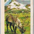 Brooke Bond Red Rose Tea Cards The Arctic #28 Barren Ground Caribou