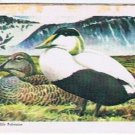 Brooke Bond Red Rose Tea Cards The Arctic #40 Common Eider Duck