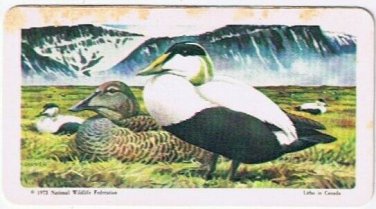 Brooke Bond Red Rose Tea Cards The Arctic #40 Common Eider Duck