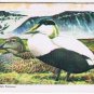 Brooke Bond Red Rose Tea Cards The Arctic #40 Common Eider Duck