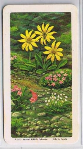 Brooke Bond Red Rose Tea Cards The Arctic #26 Summer Floral Carpet