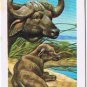 Brooke Bond Red Rose Tea Card #44 Cape African Buffalo Animals & Their Young