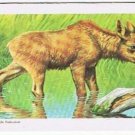 Brooke Bond Red Rose Tea Card #43 Moose Animals & Their Young