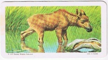 Brooke Bond Red Rose Tea Card #43 Moose Animals & Their Young