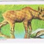 Brooke Bond Red Rose Tea Card #43 Moose Animals & Their Young