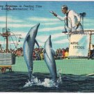 Postcard Jumping Porpoises Feeding Time Marine Studio Marineland Florida
