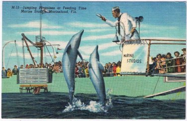 Postcard Jumping Porpoises Feeding Time Marine Studio Marineland Florida