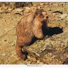 Postcard Whistling Marmot Canadian Rockies Whistlers Mountain