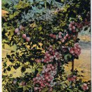 Postcard Plums Raised In Wenalchee Valley Great Northern Railway