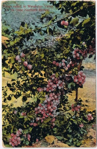 Postcard Plums Raised In Wenalchee Valley Great Northern Railway
