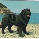 Newfoundland & Labrador Postcard St John's Champion Newfoundland Dog Black Sambo