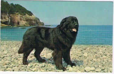 Newfoundland & Labrador Postcard St John's Champion Newfoundland Dog Black Sambo