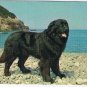 Newfoundland & Labrador Postcard St John's Champion Newfoundland Dog Black Sambo