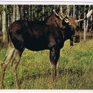 Animals Postcard Bull Moose North American Wildlife