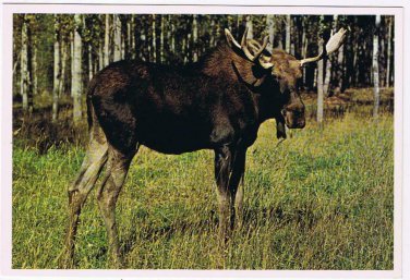 Animals Postcard Bull Moose North American Wildlife