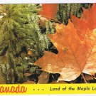 Canada Postcard Land Of The Maple Leaf