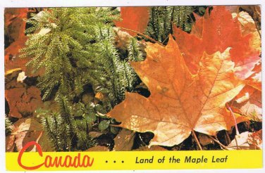 Canada Postcard Land Of The Maple Leaf