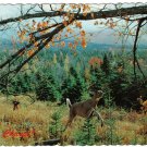 Quebec Postcard Waterloo Perfect Chance Hunter Deer