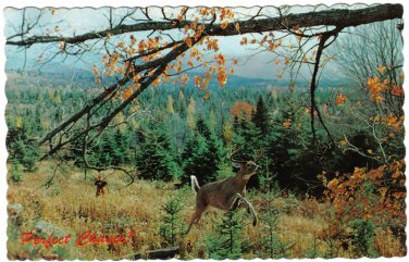 Quebec Postcard Waterloo Perfect Chance Hunter Deer