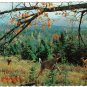 Quebec Postcard Waterloo Perfect Chance Hunter Deer
