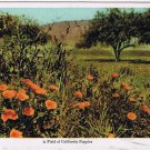California Postcard Field Of California Poppies Undivided Back