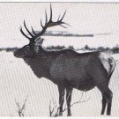 Canada Postcard Elk National Museum Of Canada