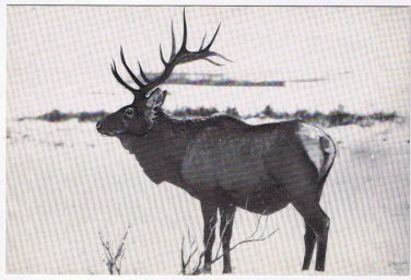 Canada Postcard Elk National Museum Of Canada