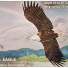Canada Postcard Bald Eagle National Museum Of Canada