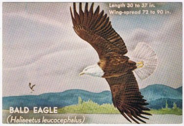 Canada Postcard Bald Eagle National Museum Of Canada