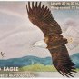 Canada Postcard Bald Eagle National Museum Of Canada