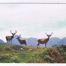 United Kingdom UK Scotland Postcard RPPC Red Deer In Scottish Highlands