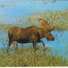 Animals Postcard Moose North American Wildlife