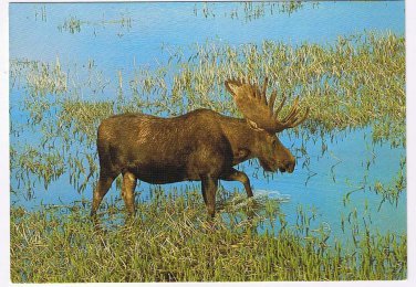 Animals Postcard Moose North American Wildlife