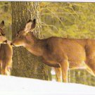 Animals Postcard Mule Deer Doe & Calf North American Wildlife
