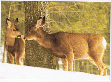 Animals Postcard Mule Deer Doe & Calf North American Wildlife